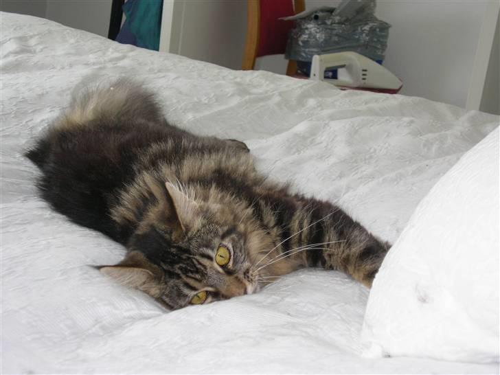 Maine Coon Mille billede 5