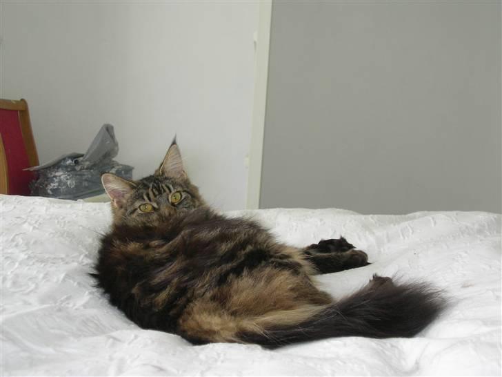 Maine Coon Mille billede 6