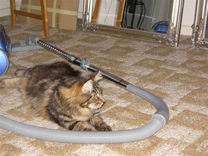 Maine Coon Mille billede 7