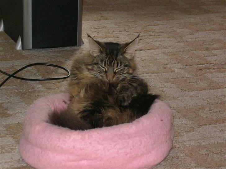 Maine Coon Mille billede 8