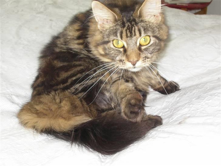 Maine Coon Mille billede 9