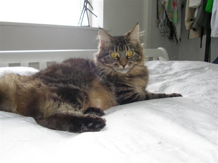 Maine Coon Mille billede 10