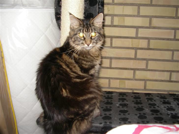 Maine Coon Mille billede 11