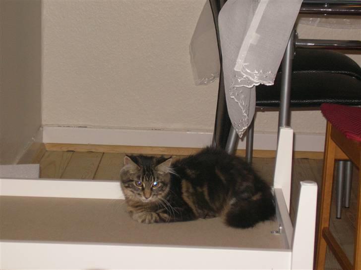 Maine Coon Mille billede 12