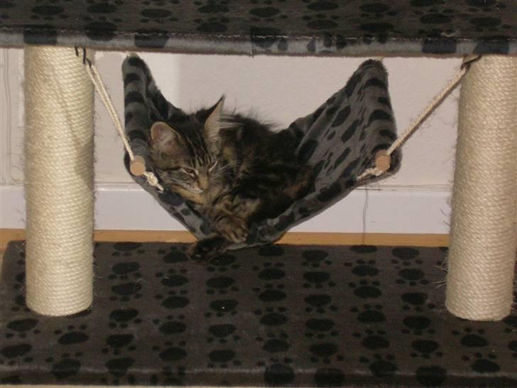 Maine Coon Mille billede 13