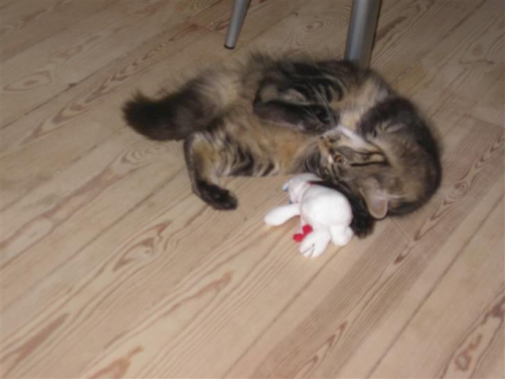 Maine Coon Mille billede 14