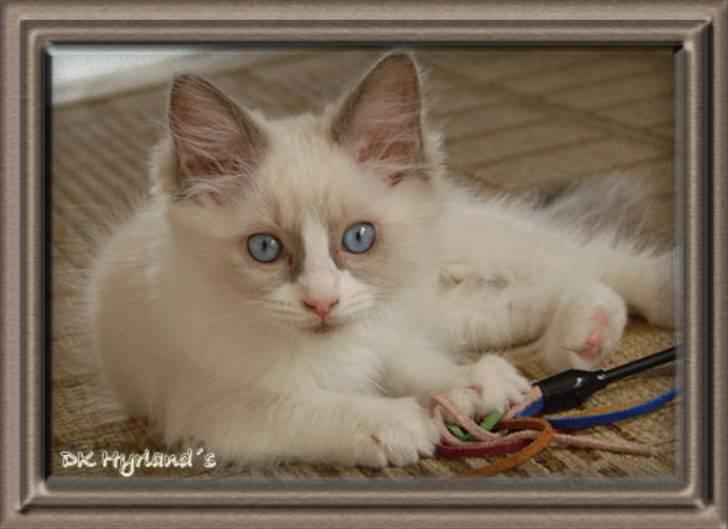 Ragdoll Shimmer billede 6