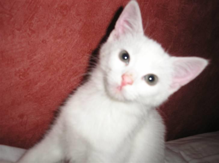 Huskat Kridte - Hej, jeg hedder Kridte billede 1