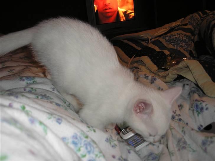 Huskat Kridte - Nøje en mobiltelefon, hvad kan den? billede 2