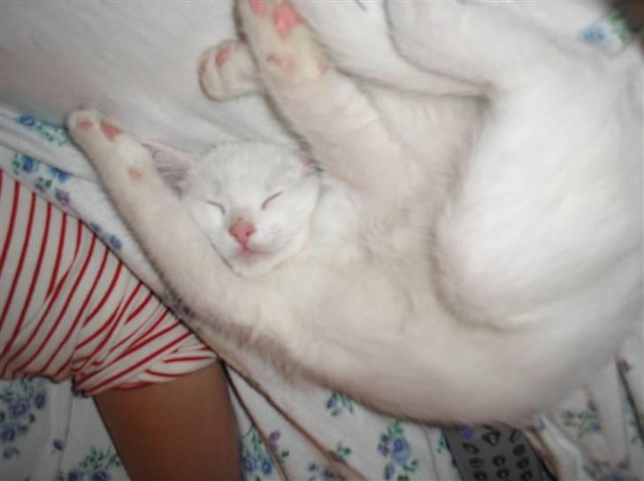 Huskat Kridte - Jeg er altså træt... billede 3