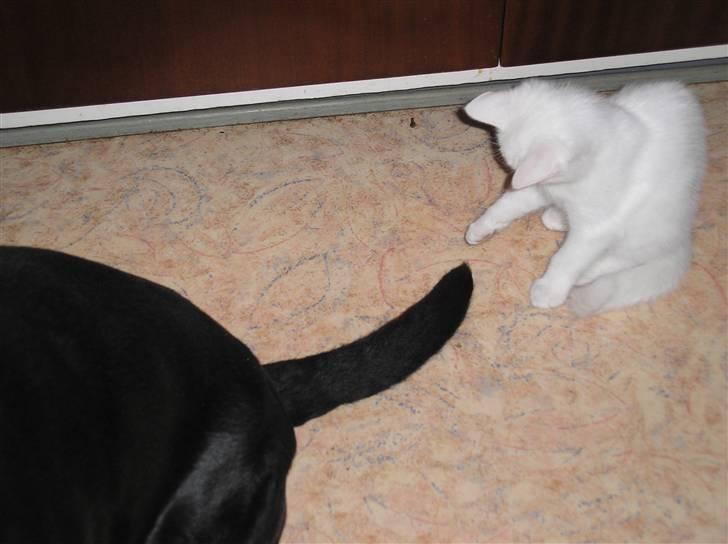 Huskat Kridte - Den vil ikke fanges billede 4