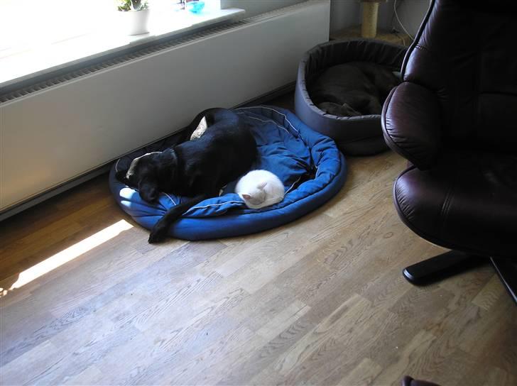 Huskat Kridte - Vi skal sove billede 5