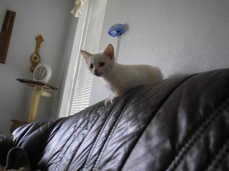 Huskat Kridte - Man må alt her må man ikk? billede 6