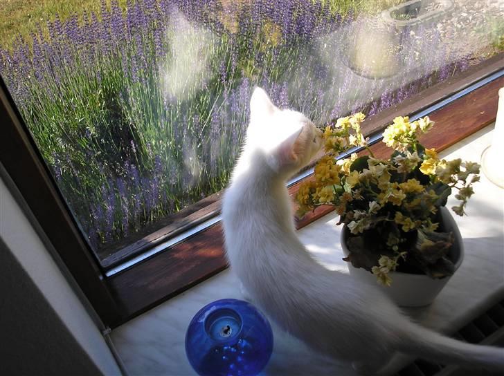 Huskat Kridte - Ej jeg kan se ud her.. billede 7