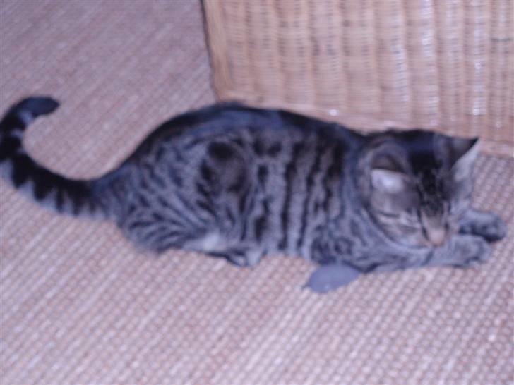 Blanding af racer ((( Sofus ))) billede 6