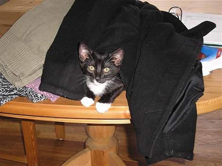 Blanding af racer Fister  - Du har givet mig en søster, som jeg ikke helt ved om jeg vil slippe af syne:-) billede 20