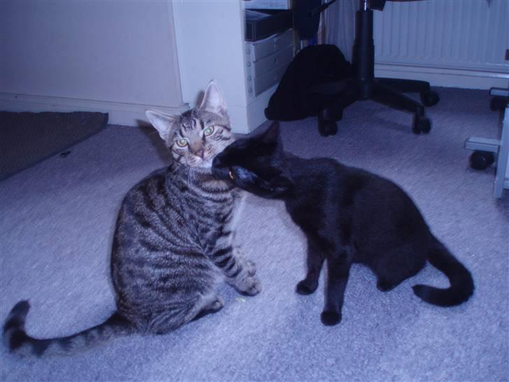 Blanding af racer ((( Sofus ))) - Sofus (den grå) og Mille (den sorte) billede 7