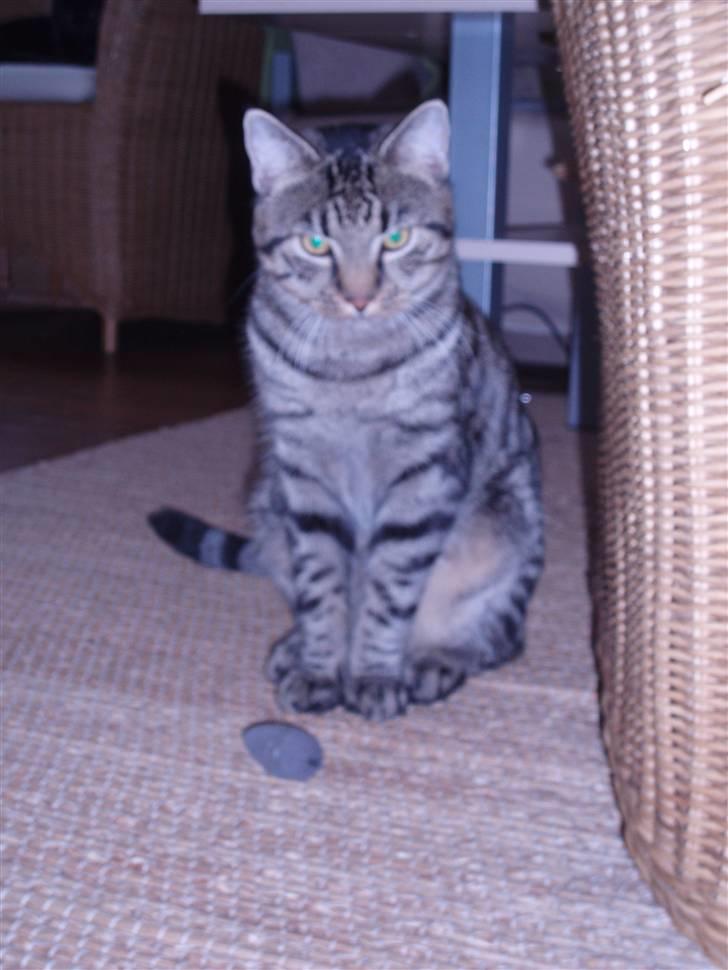 Blanding af racer ((( Sofus ))) billede 8