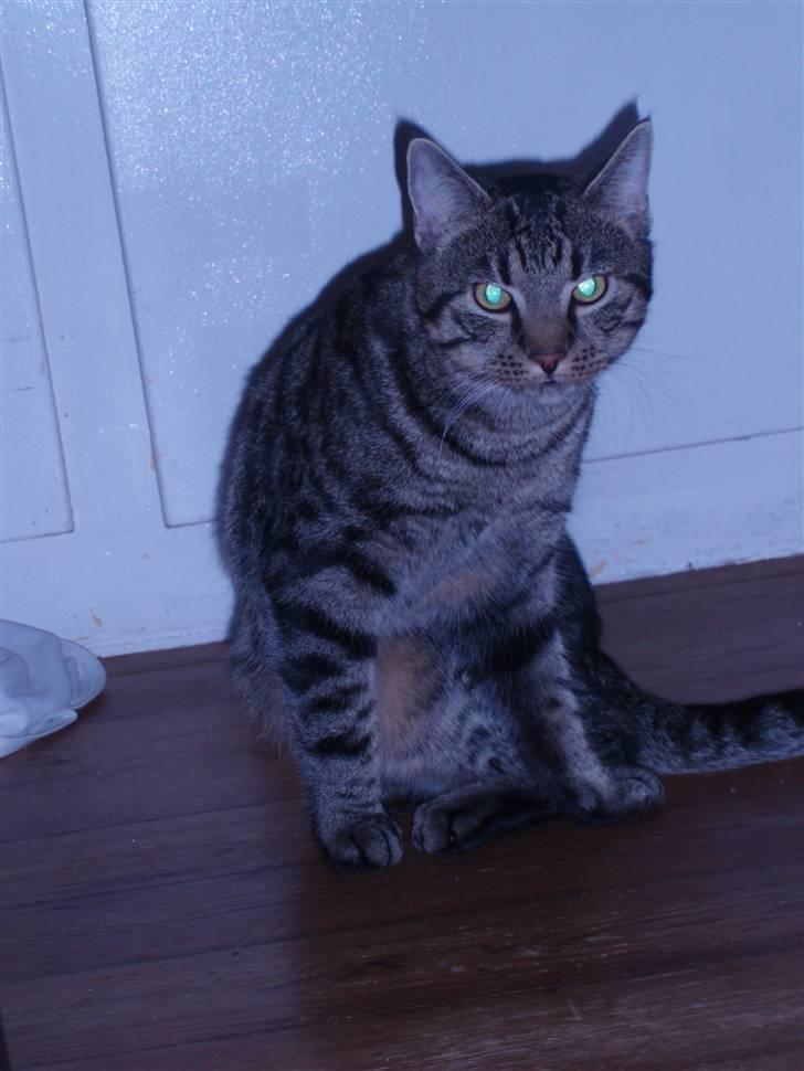 Blanding af racer ((( Sofus ))) billede 9