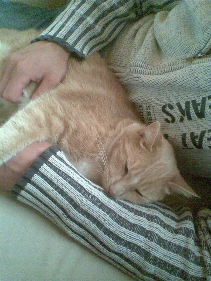 Huskat Sofus billede 14