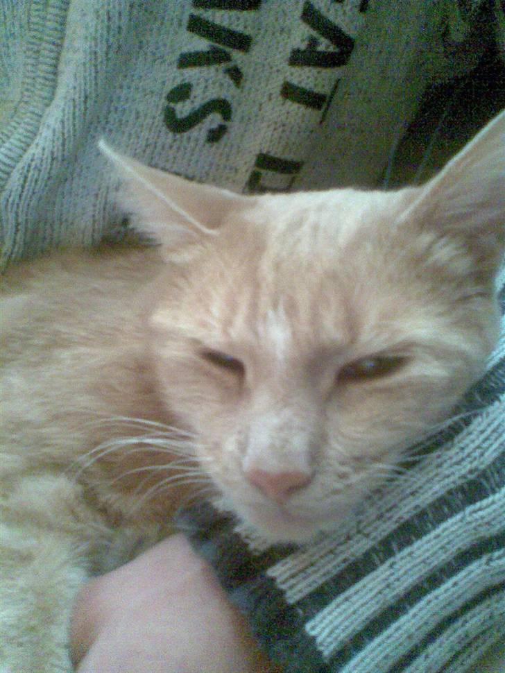 Huskat Sofus billede 15