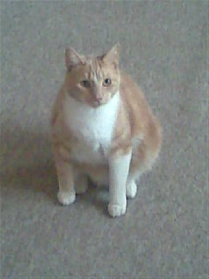 Huskat Sofus billede 16