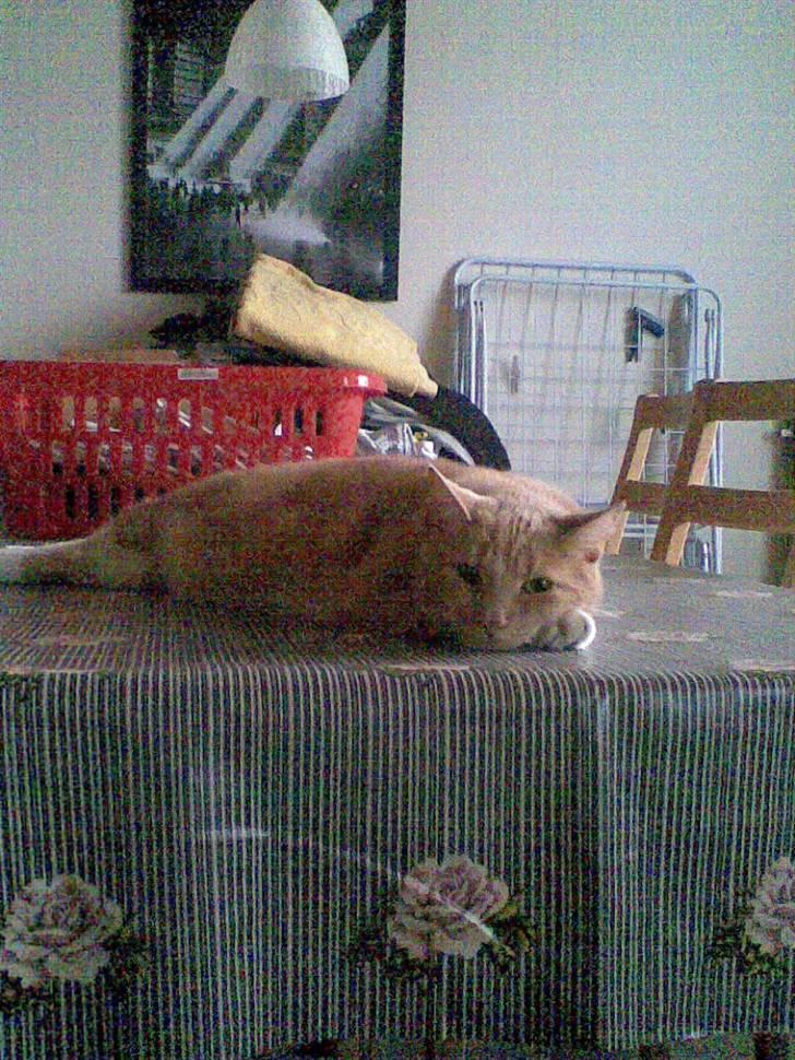 Huskat Sofus billede 17