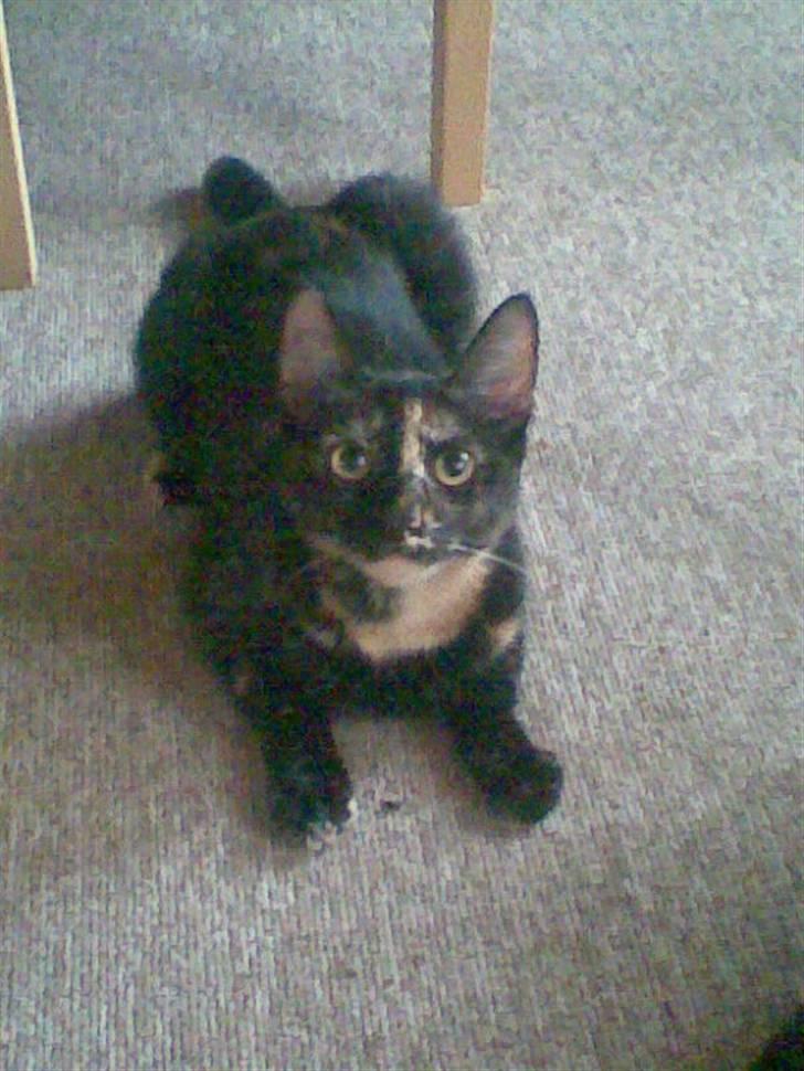 Blanding af racer Talia billede 17