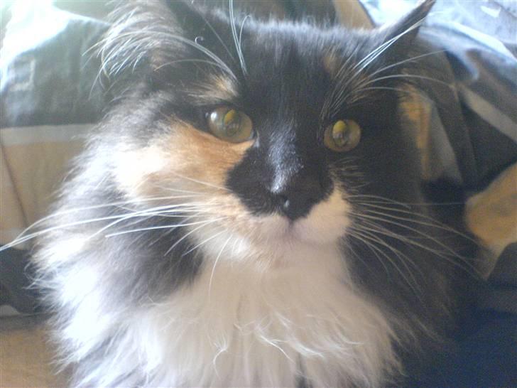 Norsk Skovkat Bella billede 7