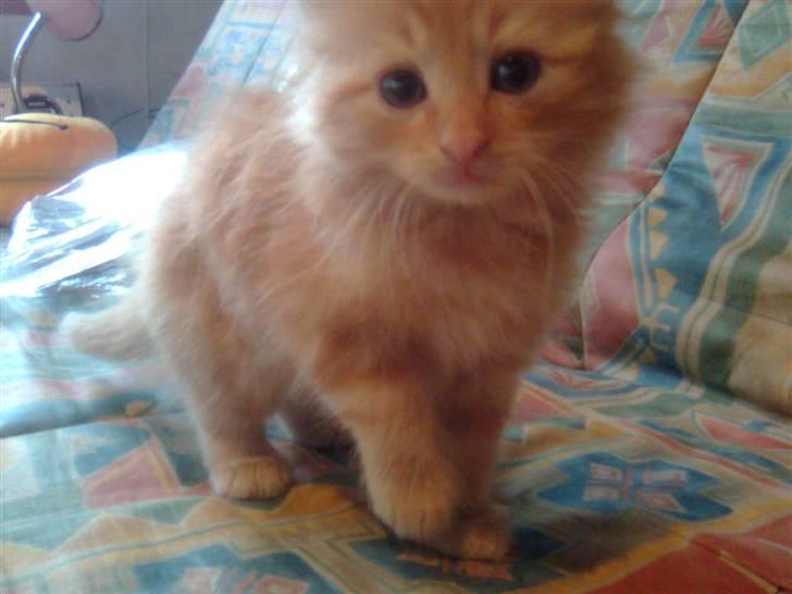 Norsk Skovkat Bella billede 8