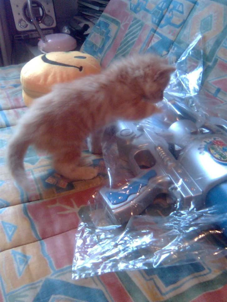 Norsk Skovkat Bella billede 9