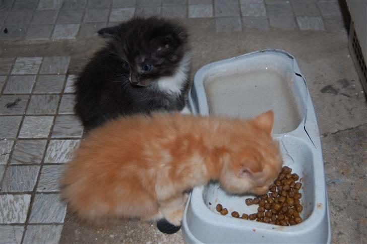 Norsk Skovkat Bella billede 11