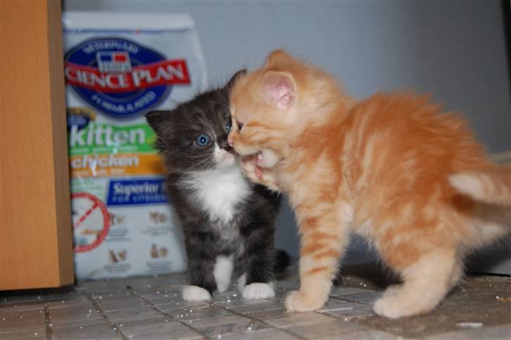 Norsk Skovkat Bella billede 12