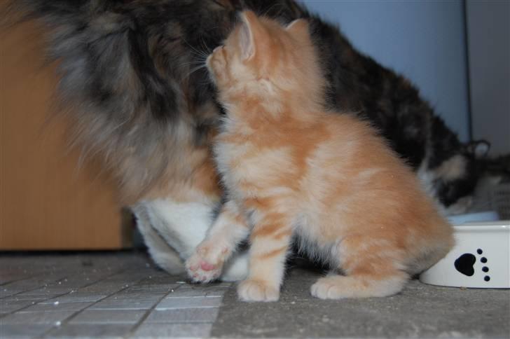 Norsk Skovkat Bella billede 13