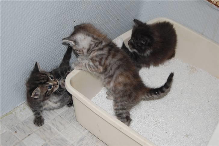 Norsk Skovkat Bella billede 14