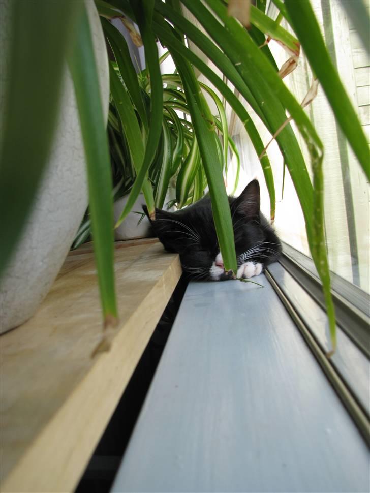 Huskat Mocca billede 10