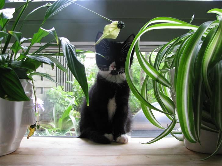 Huskat Mocca billede 11