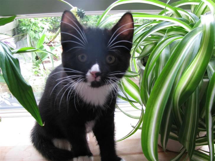 Huskat Mocca billede 12