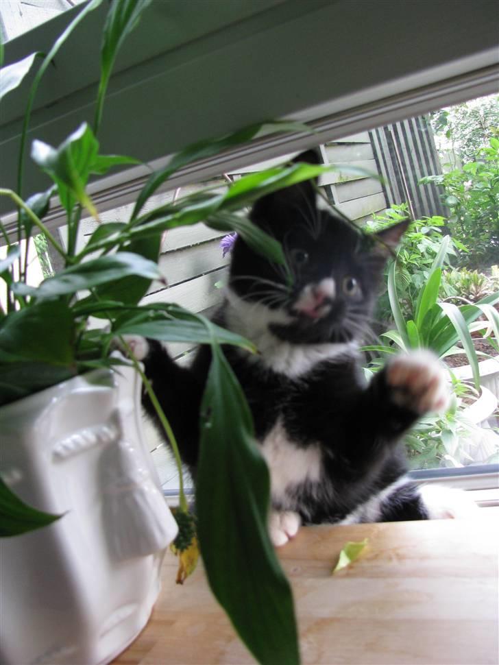 Huskat Mocca billede 13