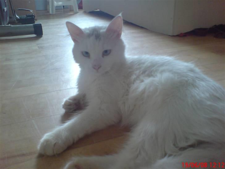 Blanding af racer Mulle.   R.I.P MULLE!!! billede 1