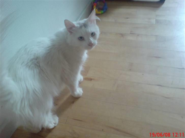 Blanding af racer Mulle.   R.I.P MULLE!!! billede 2