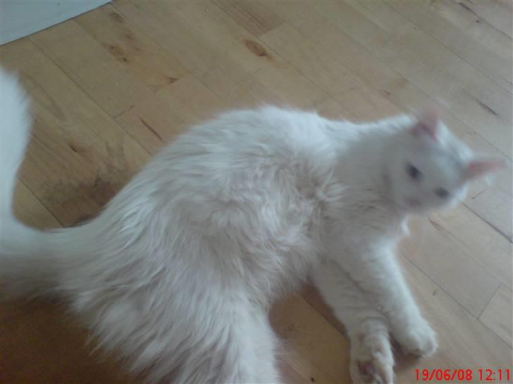 Blanding af racer Mulle.   R.I.P MULLE!!! billede 4