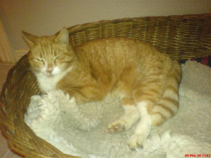 Blanding af racer Garfield <3 Død billede 9