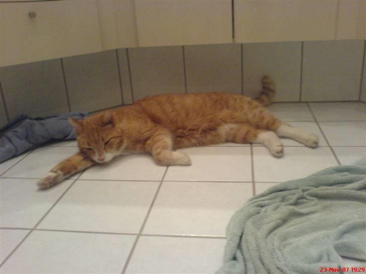 Blanding af racer Garfield <3 Død billede 10