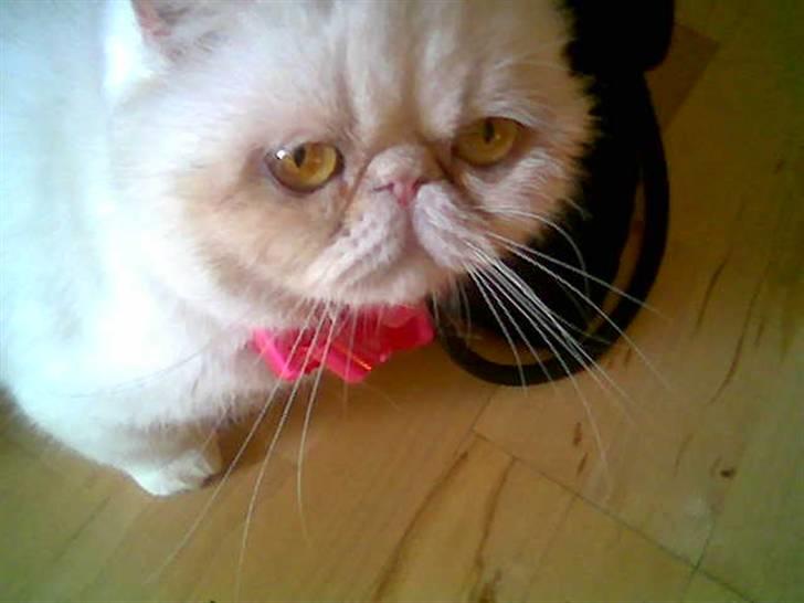 Blanding af racer Polka  - øv hvorfor skal jeg have den dumme sløjfe på billede 11