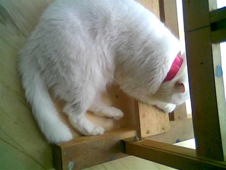 Blanding af racer Polka  - polka filosoferer billede 12