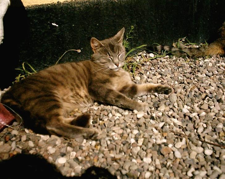 Huskat Misse billede 7