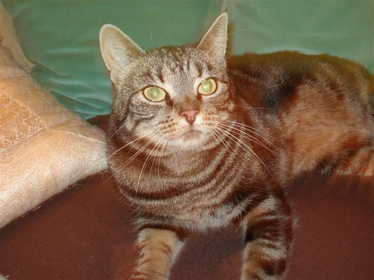 Blanding af racer Silke  - welkommen til Silke´s profil, tag jer et kig og læg gerne en kommentar :) billede 1