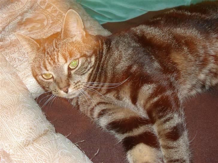 Blanding af racer Silke  - hej med dig jeg hedder silke billede 2