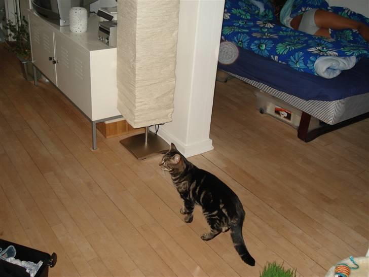 Blanding af racer Silke  - silke på udflugt i vores hus billede 3